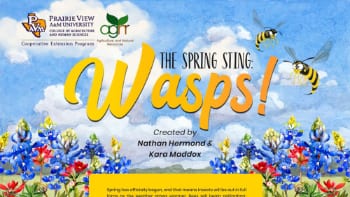 Spring Wasp Guide